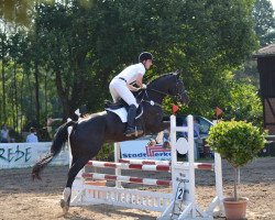 Pferd Gustav (Trakehner, 2007, von Latimer)