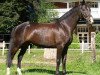 dressage horse Gitroflet (Trakehner, 2005, from Distelzar)