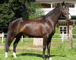 dressage horse Gitroflet (Trakehner, 2005, from Distelzar)