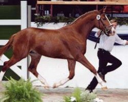 dressage horse Minetti (Trakehner, 1999, from Elitär)