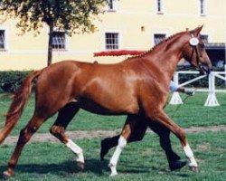 broodmare Maifeuer (Trakehner, 1994, from Guy Laroche)