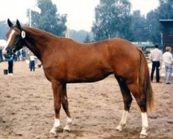 broodmare Maifee II (Trakehner, 1986, from Antares)