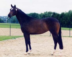 broodmare Maitaenzerin (Trakehner, 1993, from Arogno)