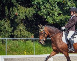 dressage horse Divinio (German Riding Pony, 2004, from Dancing Fox 2)