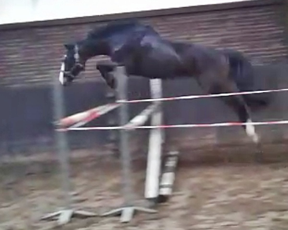 Springpferd Bombadino (Oldenburger Springpferd, 2013, von Balou du Rouet)