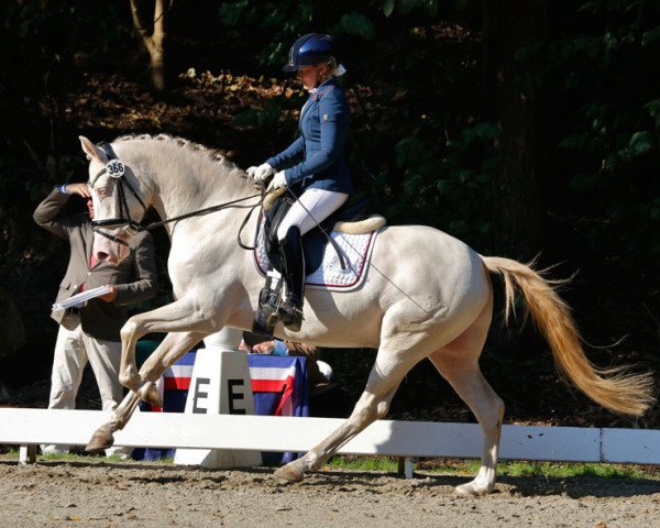 dressage horse Tackmann's Cream de Luxe (German Riding Pony, 2012, from FS Chambertin)