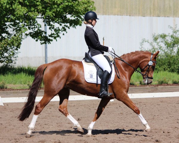 dressage horse FH Kim Noblesse (German Riding Pony, 2012, from Kaiserwinner)