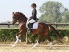 stallion Big Blue Heart (German Riding Pony, 2012, from Bavarottie)