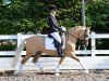 dressage horse Dolcetti (German Riding Pony, 2012, from Danny Gold)