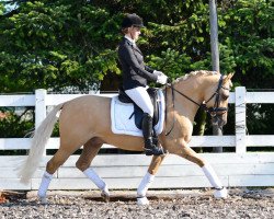 dressage horse Dolcetti (German Riding Pony, 2012, from Danny Gold)