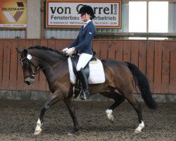 dressage horse Benoit (German Riding Pony, 2009, from Burlington S)