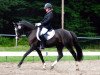 stallion Kenn i Di D (German Riding Pony, 2008, from Kennedy WE)