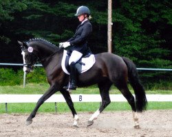 stallion Kenn i Di D (German Riding Pony, 2008, from Kennedy WE)