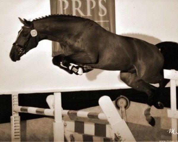 stallion Darco de Revel (Belgian Warmblood, 2010, from Darco)