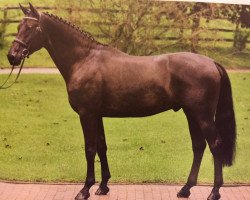 dressage horse Loro Piano (Hanoverian, 2007, from Lord Loxley I)