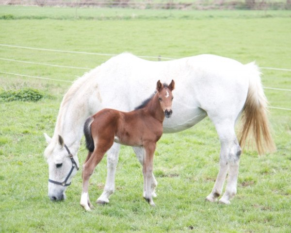 broodmare Liane (Holsteiner, 1996, from Come On)