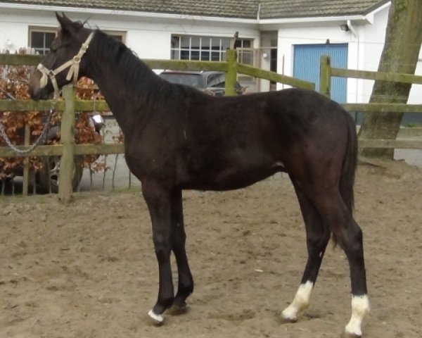 jumper Notting Hill (Belgian Warmblood, 2013, from Cormint)