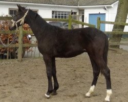 jumper Notting Hill (Belgian Warmblood, 2013, from Cormint)