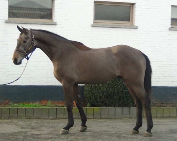 horse Colorado J&f Champblanc (Holsteiner, 2012, from Clearway)