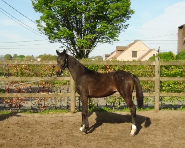 Springpferd Océane (Belgisches Warmblut, 2014, von Triomphe de Riverland)