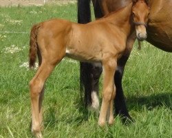 jumper Postscriptum J&f Champblanc (anglo european sporthorse, 2015, from Ulahop Boy)