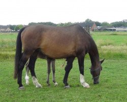 broodmare No Lady (Holsteiner, 1998, from Caretino)