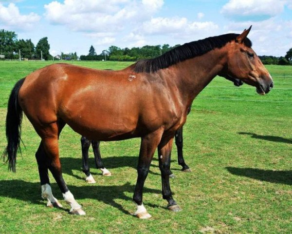 broodmare Ustralia du Houssoit (Belgium Sporthorse, 2004, from Nelson Z)