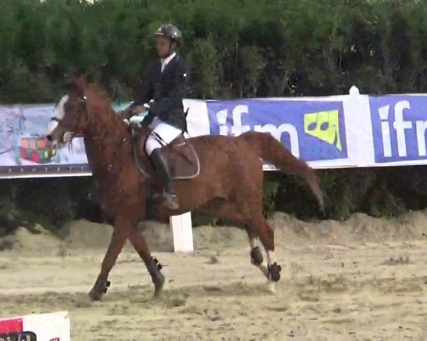 Springpferd Baladine Z (Zangersheide Reitpferd, 2008, von Balougran)