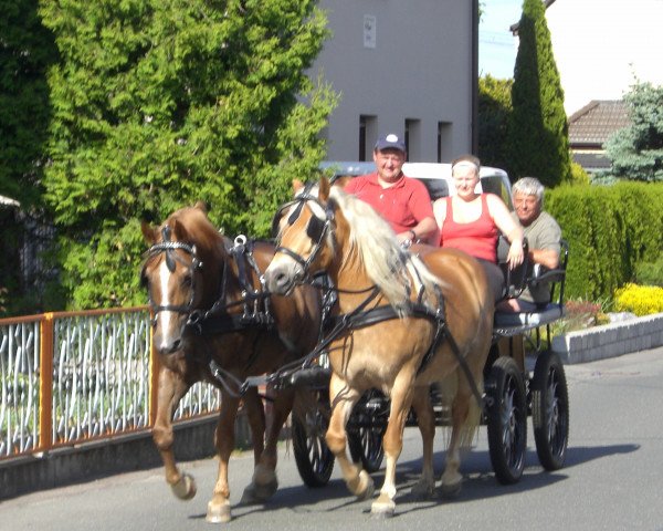 horse Elli (Haflinger Mix,  )