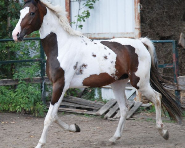 Pferd Scc (Deutsches Reitpferd, 2008)