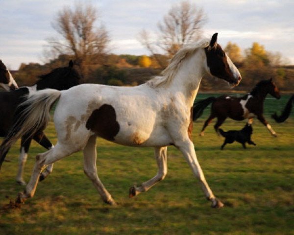 broodmare It's Nanook (German Warmblood, 2003, from Ilasso)