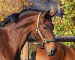 horse Diva Sandrina (Oldenburger, 2007, from Dr. Jackson D)