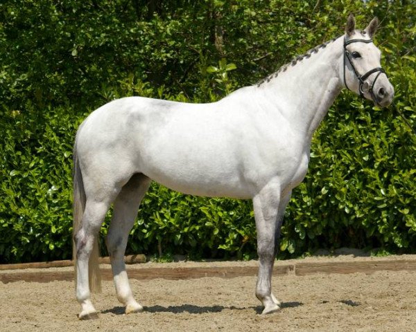 broodmare Chantal Z (Zangersheide riding horse, 2007, from Cornet Obolensky)