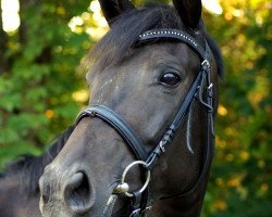 horse Shining Rose of Punchistown (Bavarian, 2010, from Tempeltanz xx)