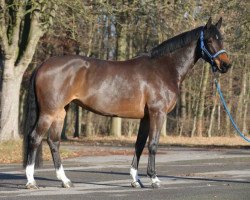 broodmare Lollipop HH Z (Zangersheide riding horse, 2012, from Lux Z)