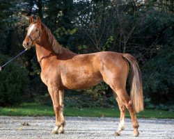 broodmare Cassandra Hero Z (Zangersheide riding horse, 2013, from Curby du Seigneur)