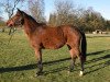 broodmare Getorette (KWPN (Royal Dutch Sporthorse), 2011, from Diamant de Semilly)