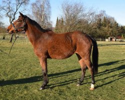 broodmare Getorette (KWPN (Royal Dutch Sporthorse), 2011, from Diamant de Semilly)