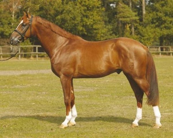 stallion Chardonnay Z (Zangersheide riding horse, 2000, from Caretano Z)