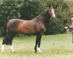 broodmare Rinnetou Z (Hanoverian, 1982, from Ramiro Z)