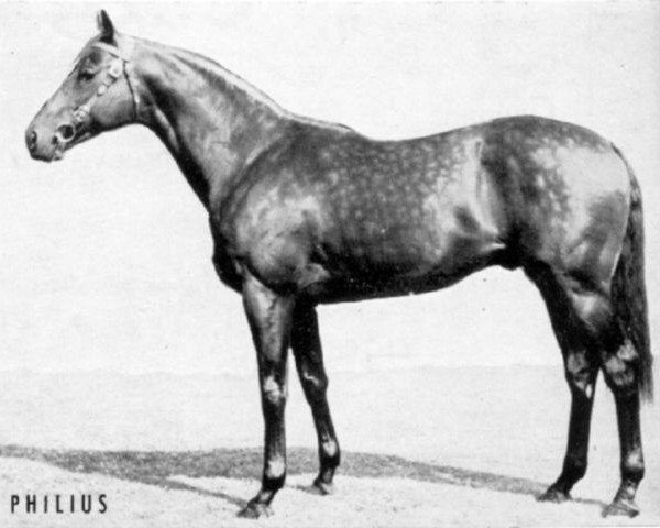 stallion Philius xx (Thoroughbred, 1953, from Pharis II xx)