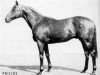 stallion Philius xx (Thoroughbred, 1953, from Pharis II xx)
