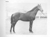 stallion Trenel xx (Thoroughbred, 1961, from Philius xx)