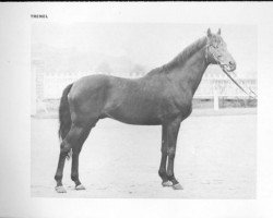 stallion Trenel xx (Thoroughbred, 1961, from Philius xx)