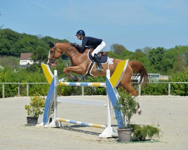 Springpferd Quina de Loisne (Selle Français, 2004, von Quat'Sous)