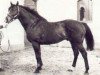 stallion Steve's Friend xx (Thoroughbred, 1974, from Stevward xx)