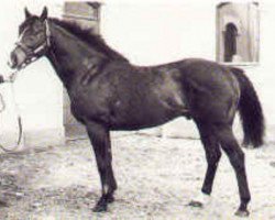 stallion Steve's Friend xx (Thoroughbred, 1974, from Stevward xx)