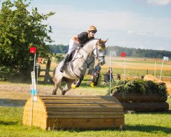 broodmare Baccara des Aucels Z (Zangersheide riding horse, 2008, from Bachus)