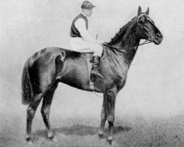 stallion Clarissimus xx (Thoroughbred, 1913, from Radium xx)