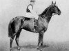 stallion Clarissimus xx (Thoroughbred, 1913, from Radium xx)